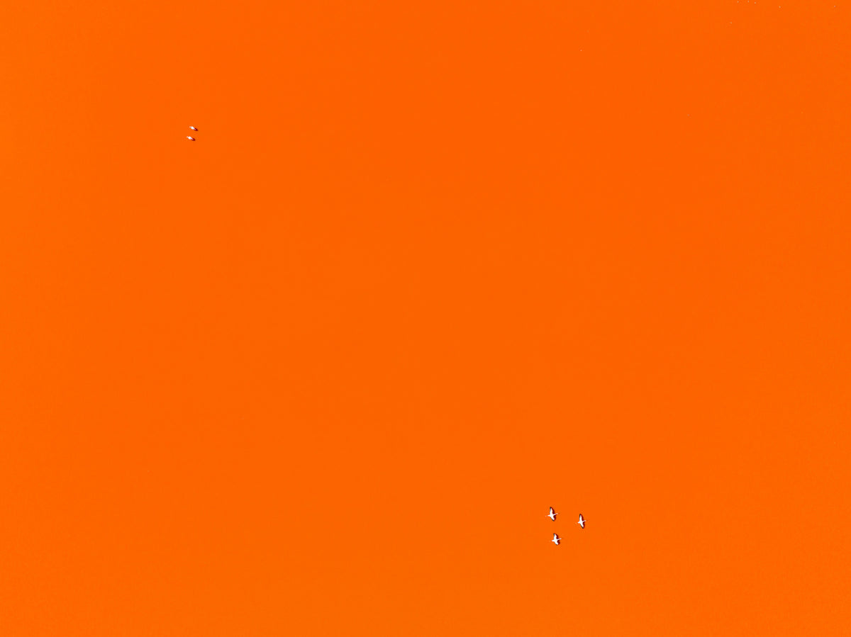Flamingos