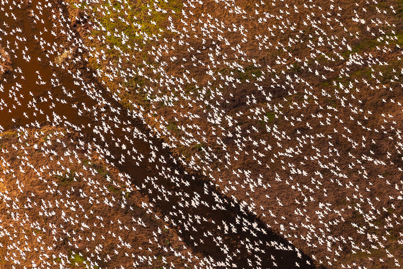 Geese migration