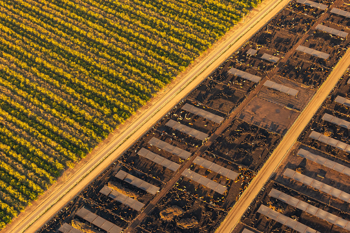 Feedlot